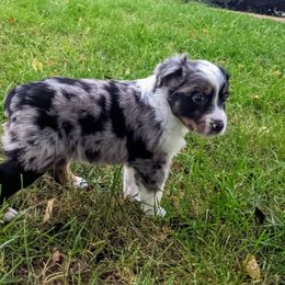 Miniature Australian Shepherd Puppies from Potomac River Aussies