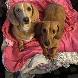 Wrinkles - Dachshund
