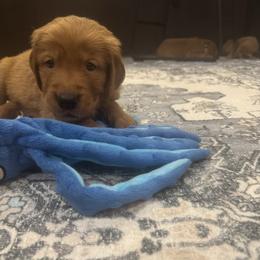Light blue collar boy - Mr Winter last available - Dark golden male Golden Retriever puppy in Aumsville, Oregon from Bigfoot Goldens - AKC Registered Dark Red Goldens