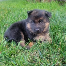 Hanya - Black and red female German Shepherd puppy in Whitewater, California from Vom Haus Metzler Shepherds