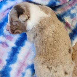 Stetson - Red merle male Australian Shepherd puppy in Athens, Tennessee from Mimi's Aussie