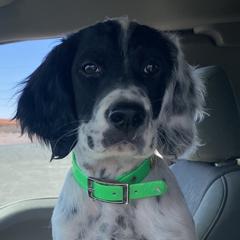 English Setter Puppies from Steens Mountain Setters