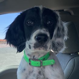 English Setter Puppies from Steens Mountain Setters