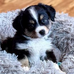 Betty - Black tri female Miniature Australian Shepherd puppy in Howe, Oklahoma from Tonia Johnson's Toy and Miniature Australian Shepherds