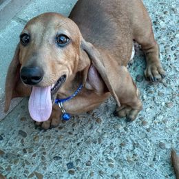 Blueberry - Dapple male Dachshund puppy in Irving, Texas from DFW Dachshunds by G & S