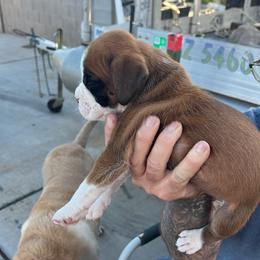 Boxer Puppies from C&J Euopean Boxers