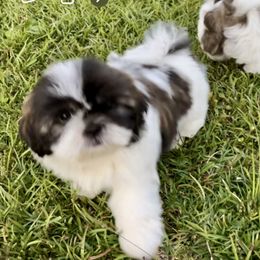 Shih Tzu Puppies from Wanda M Golden