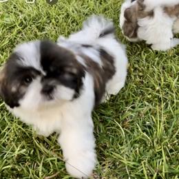 Shih Tzu Puppies from Wanda M Golden