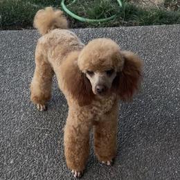 Poodle puppies from Serendipity Miniature Apricot Poodles
