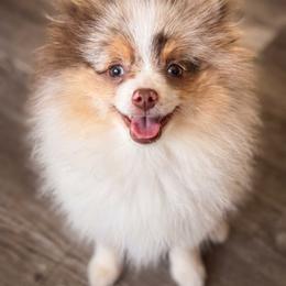 Pomeranian puppies from Glitzypoms