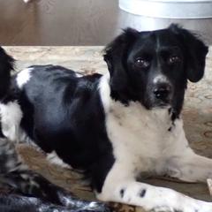 Stabyhouns from Trillium Point Stabyhouns