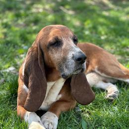 Mask - Basset Hound