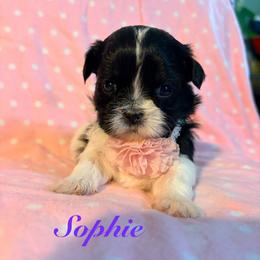 Sophie - Black and white female Shih Tzu puppy in Hemet, California from Aloha Shih Tzu