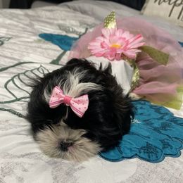 Gracie - Shih Tzu