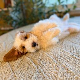 Anthony - Parti male Goldendoodle puppy in Barstow, California from Golden Desert Doodles