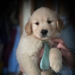 Sprinkles - Light golden female Golden Retriever puppy in Union, Washington from Big Bend Goldens