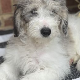 Boy 2 - Merle male Sheepadoodle puppy in Inman, South Carolina from Mossy Doodles LLC