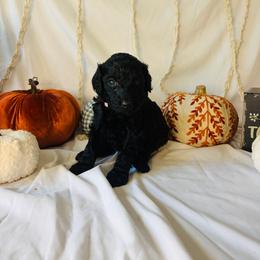 Maple - Black female Goldendoodle puppy in Cedartown, Georgia from Loyal Doodles