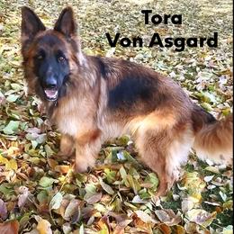 Tora - German Shepherd