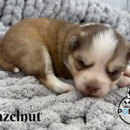Hazelnut - Red and white female Pomsky puppy in Eastman, Georgia from Once Upon A Pomsky