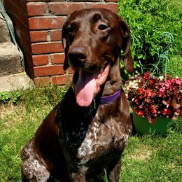 Iris - German Shorthaired Pointer