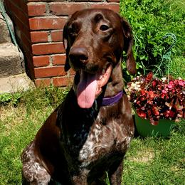 Iris - German Shorthaired Pointer