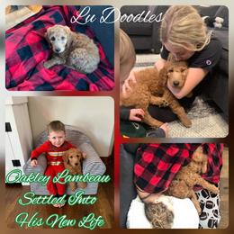 Goldendoodle Puppies from Lu Doodles