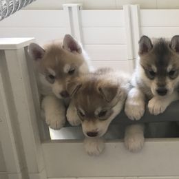 Siberian Husky Puppies from KPM Siberians