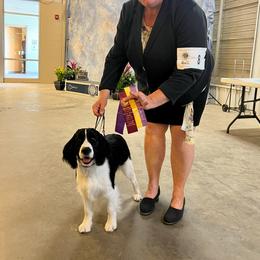 English Springer Spaniel All Grown Up from Llewellyn Farms English Springer Spaniels