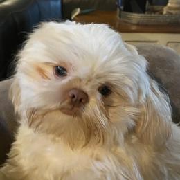 Ginger - Shih Tzu