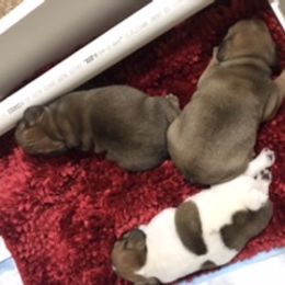 French Bulldog Puppies from PNW French Bulldogs