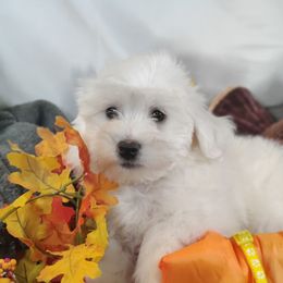 Gage - White male Coton de Tulear puppy in Westfield, North Carolina from Legacy Pets