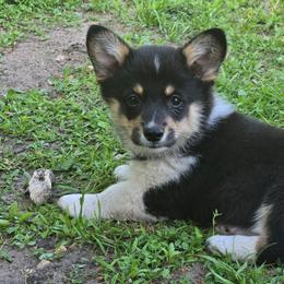 Tucker - Black and tan male Pembroke Welsh Corgi puppy in Necedah, Wisconsin from The 6Ks Paws and Hobbies