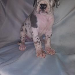 Great Dane Puppies from Monarch Danes