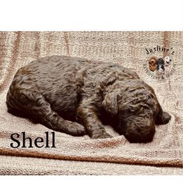 Shell - Chocolate female Goldendoodle puppy in Sterling, Connecticut from Justine’s Retrievers and Doodles