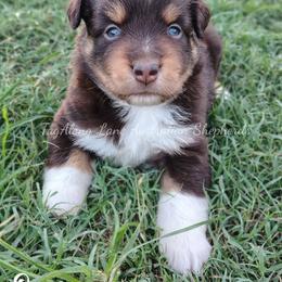 Ransom - Red tri female Miniature Australian Shepherd puppy in Muskogee, Oklahoma from Tagalong Lane Australian shepherds