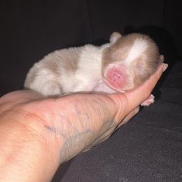 Jax - Lavender male Pomeranian puppy in Okmulgee, Oklahoma from 918 Pomeranians