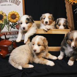 Australian Shepherd Puppies from Cooper Ridge Aussies