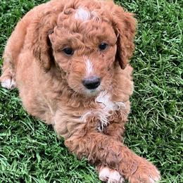 Dandy - Red  male Goldendoodle puppy in Boaz, Alabama from Doodles All Day