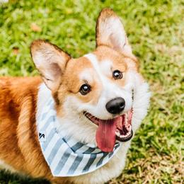 Tucker - Pembroke Welsh Corgi