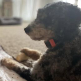 Aussiedoodles and Goldendoodles from Nosie Posie