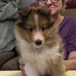 Boy 1 - Shetland Sheepdog puppy in East Bank, West Virginia from Belmar Shetland Sheepdogs