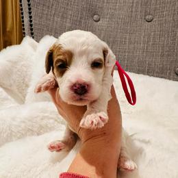 Pink Collar - Parti female Goldendoodle puppy in Miami, Florida from GoldStar Doodles USA