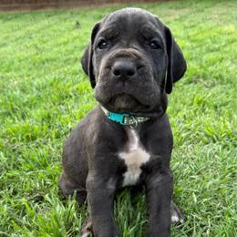Aurora - Black female Great Dane puppy in Granbury, Texas from Anderson Blau’s Great Danes