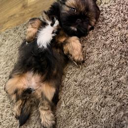 Shih Tzu Puppies from Sunrise shihtzu blossom