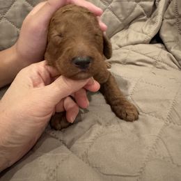Male 1 - Red  male Poodle puppy in Riverside, California from Riverside red poodles