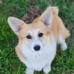 Freya - Pembroke Welsh Corgi