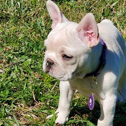 French Bulldogs from Dayna's Frenchies
