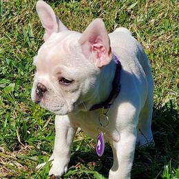 French Bulldogs from Dayna's Frenchies