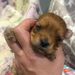 Gable - Chocolate female Morkie puppy in Winston Salem, North Carolina from Patty’s Paws